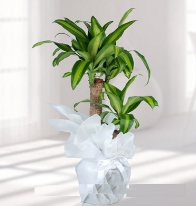 tekli pembe orkide Çiçeği & Ürünü Dracena Massengena 2 li 